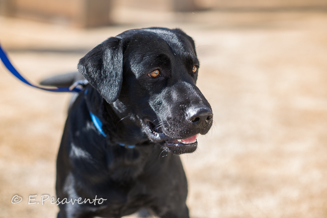 Labrado Friends Available Lab - Jonathan (1 of 1)-13