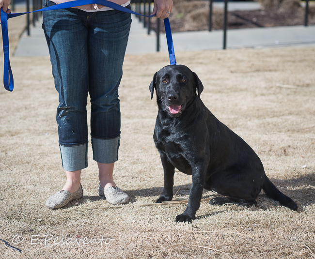 Labrado Friends Available Lab - Jonathan (1 of 1)-3