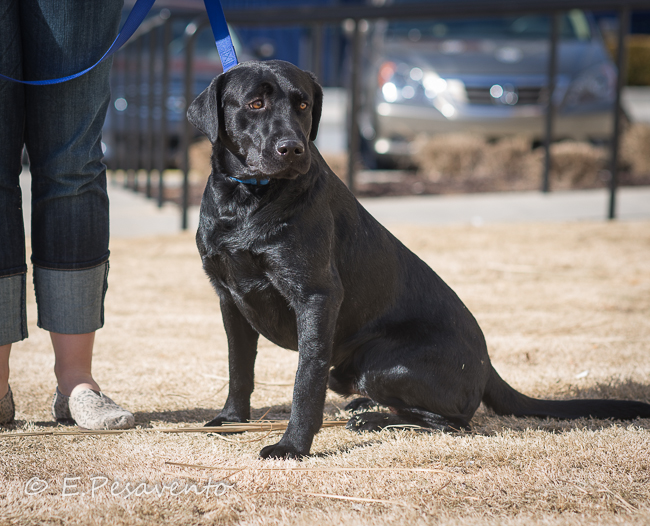 Labrado Friends Available Lab - Jonathan (1 of 1)-5