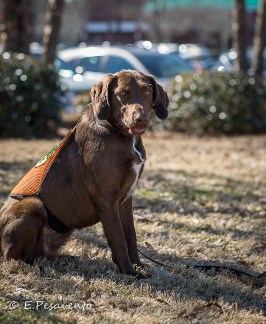Labrador Friends of the South - Available Lab Lucy (1 of 1)-6