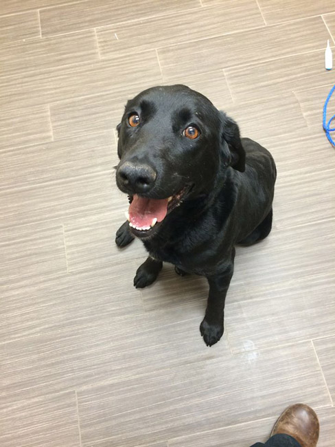 LFS_AvailableDog_2015VSerena13