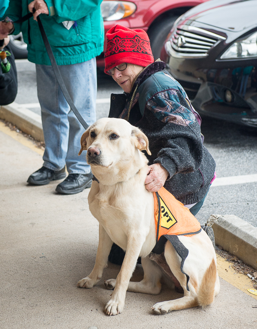 Labrado Friends Available Lab - Luke (1 of 1)-5
