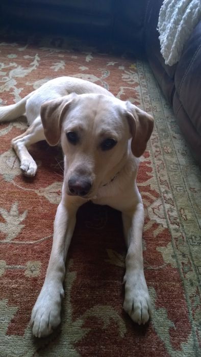 Labrador Friends of the South Available Lab Luke 11