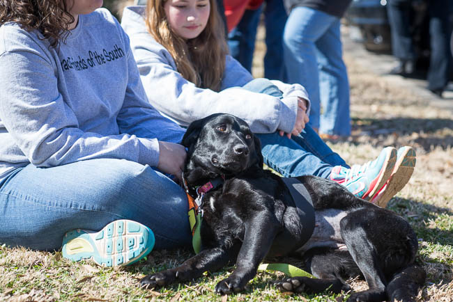 Labrador Friends of the South - Available Lab Serena (1 of 1)