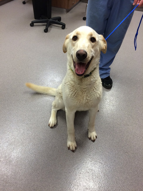 LFS_AvailableDog2015_Butters13