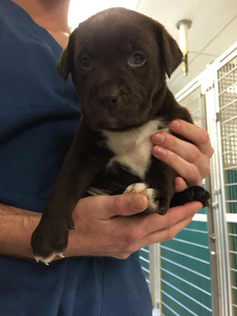 LFS_AvailableDog2015_Ed0402