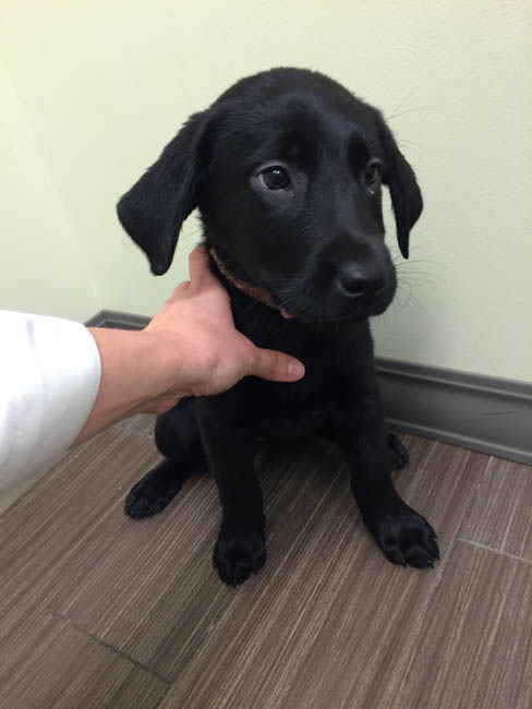 LFS_AvailableDog_Ferdie2