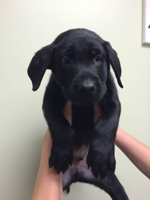 LFS_AvailableDog_Mickey