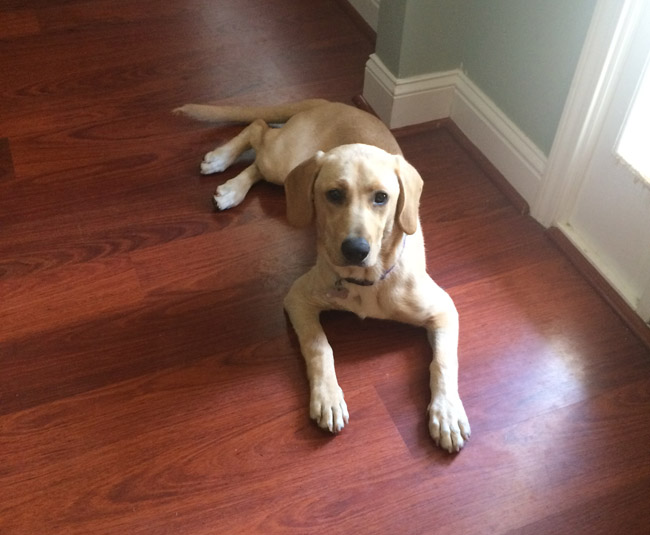 LFS-AvailableDogToddy06152