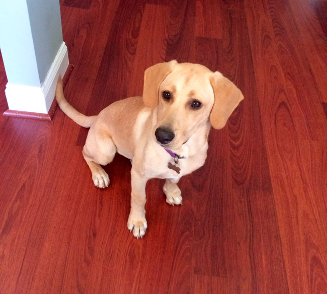 LFS-AvailableDogToddy06153