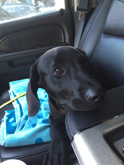 LFS_AvailableDog2015_Hogan0520