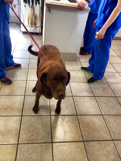 LFS_AvailableDog2015_Levi20520