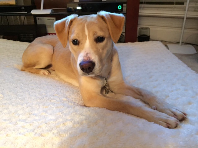 LFS_AvailableDogFeebee0509