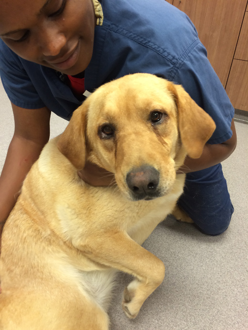 LFS_AvailableDogHoney050125