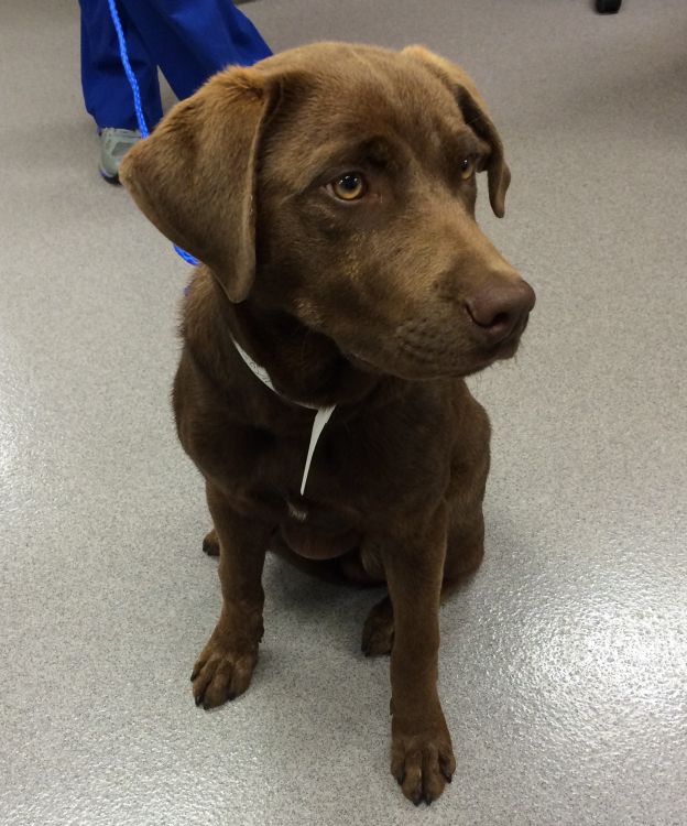 Labrador Friends Available Lab - Juan 3