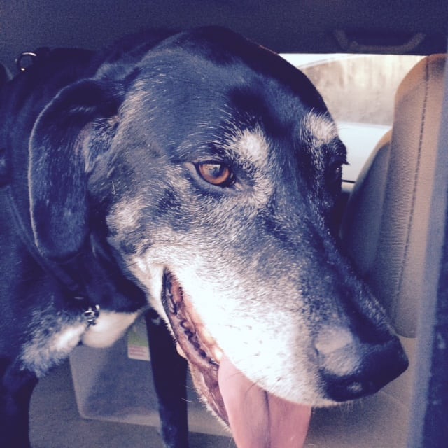 LFS_AvailableDog2015_Maxx10083