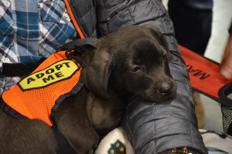 Labrador Friends - Available Lab Daryl
