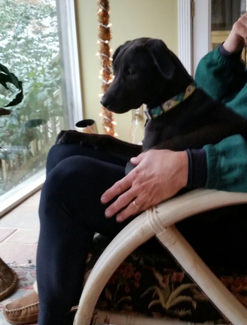 LFS_AvailableDog_Miranda1