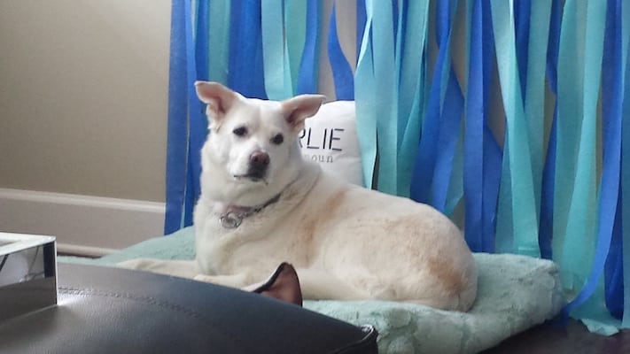 LFS_AvailableDog2016_Lovey03181