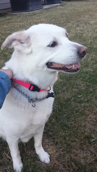 LFS_AvailableDogLovey04142