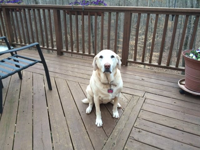 LFS_AvailableDogs2016_Lady