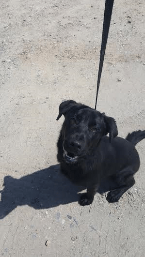 LFS_AvailableDog2016_Bagherra