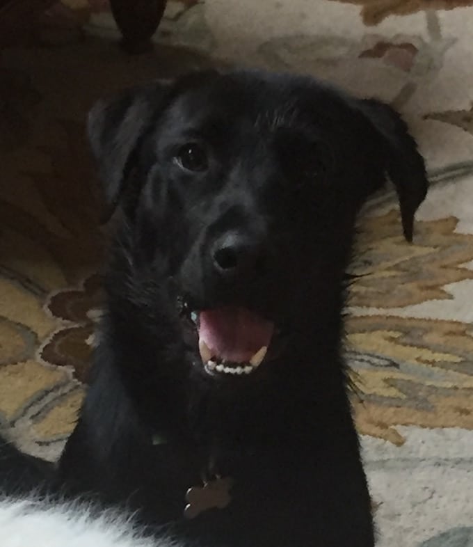 LFS_AvailableDogBagherra0604