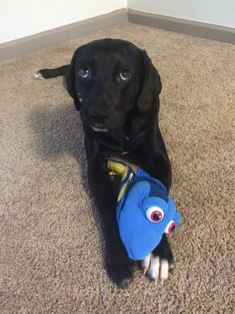 LFS_AvailableDogMerlin_07091