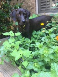LFS_AvailableDog_Whisky_08.10