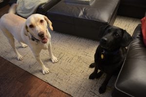 LFS_AvailableDog_Bella0810_1
