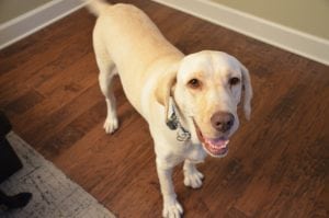 LFS_AvailableDog_Bella0810_2