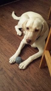 LFS_AvailableDog_Bella0810_3