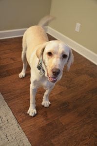 LFS_AvailableDog_Bella0810_4