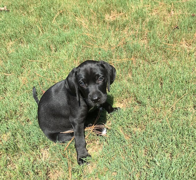 LFS_AvailableDog_Fred0806