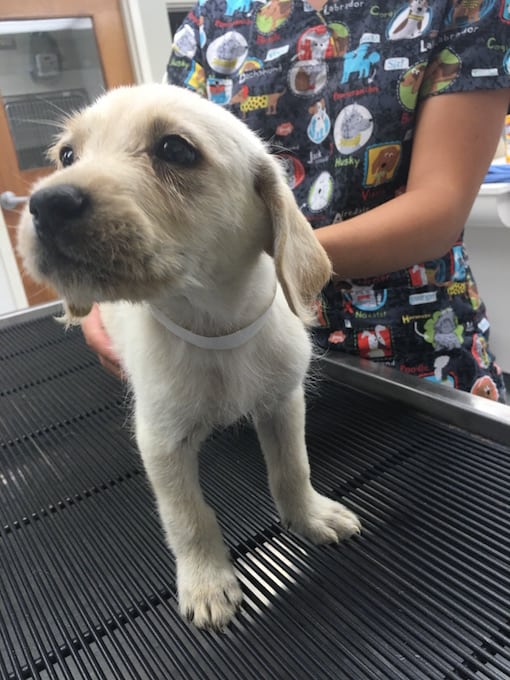 LFS_AvailableDog2016_Cedric08292