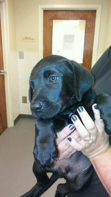 LFS_AvailableDog2016_Cloney0829