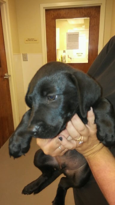 LFS_AvailableDog2016_Cloney08292