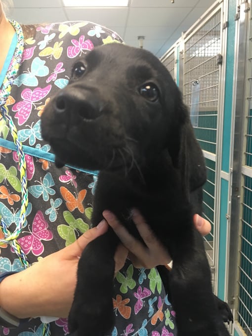 LFS_AvailableDog2016_Cloney08295