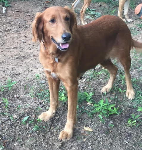 lfs_availabledog_betty_09212