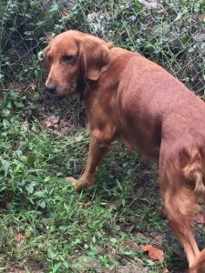 lfs_availabledog_betty_0923