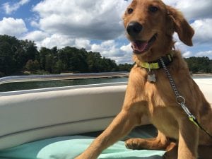 lfs_availabledog_burt0912_2