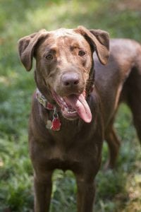 LFS_AvailableDog_Moose_0810_3