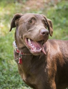 LFS_AvailableDog_Moose_0810_4