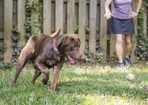 LFS_AvailableDog_Moose_0810_5