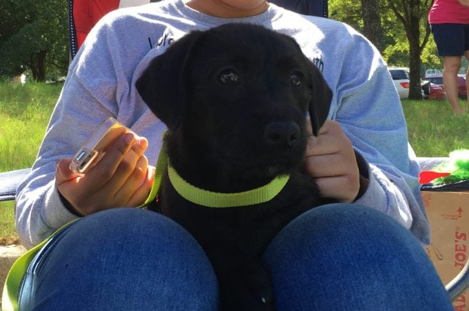 lfs_availabledog_petunia_0918