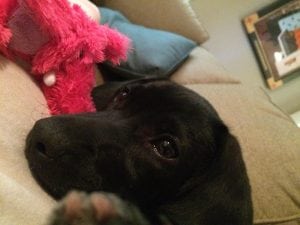 LFS_AvailableDog_Sophie0814