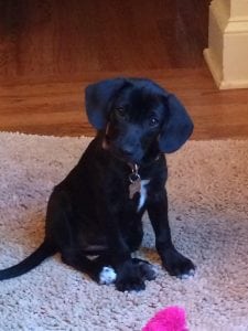 LFS_AvailableDog_Sophie0814_2