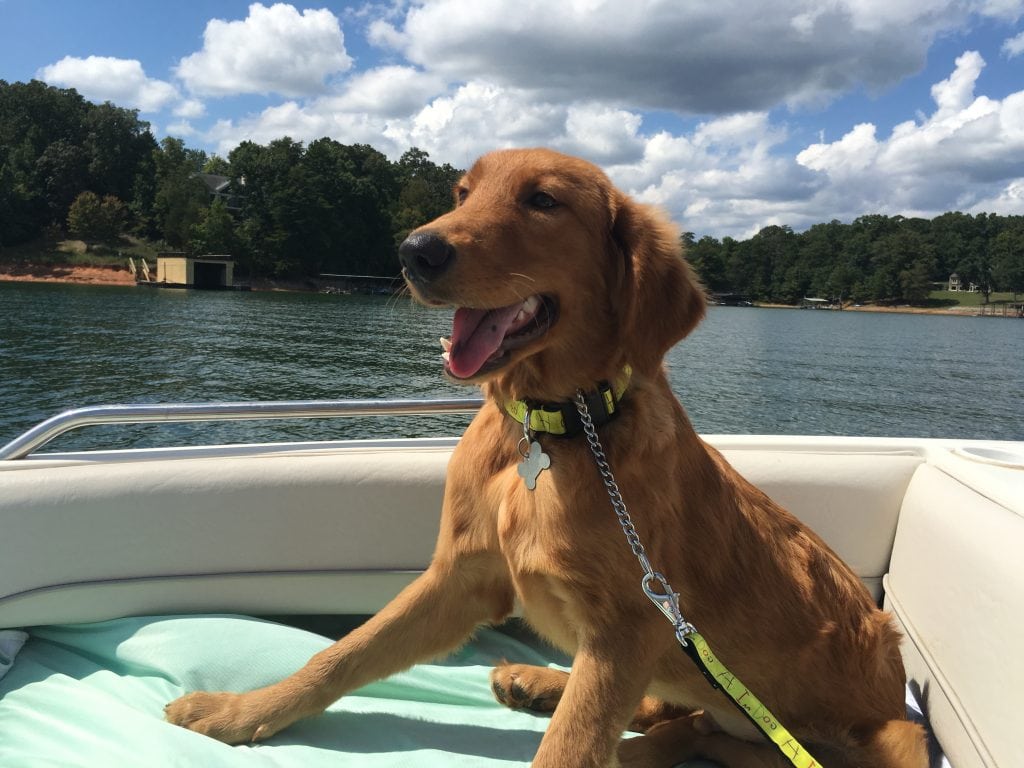 lfs_availabledog_burt0912