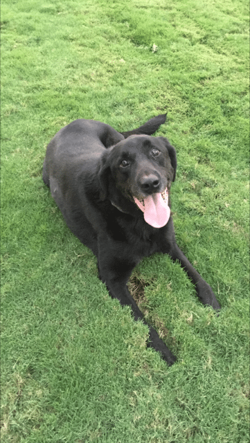 lfs_availabledog_scout_0922_2