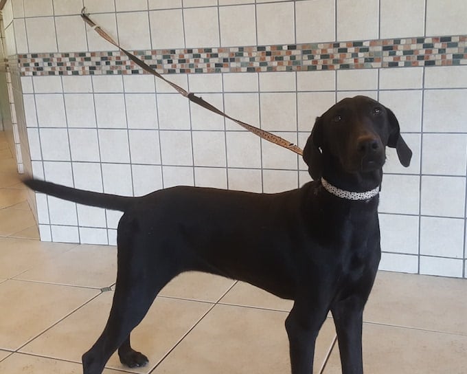 lfs_availabledog2016_onyx